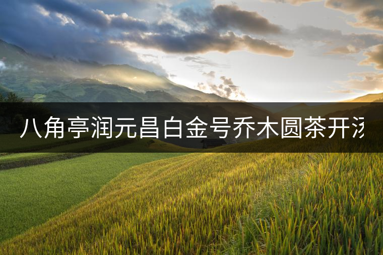 八角亭潤元昌白金號(hào)喬木圓茶開湯(圖閱) 八角亭潤元昌白金號(hào)喬木圓茶開湯(圖閱)