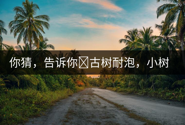 你猜，告訴你?古樹耐泡，小樹、臺地不耐泡都是什么心理？