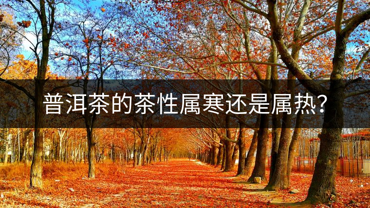 普洱茶的茶性屬寒還是屬熱？