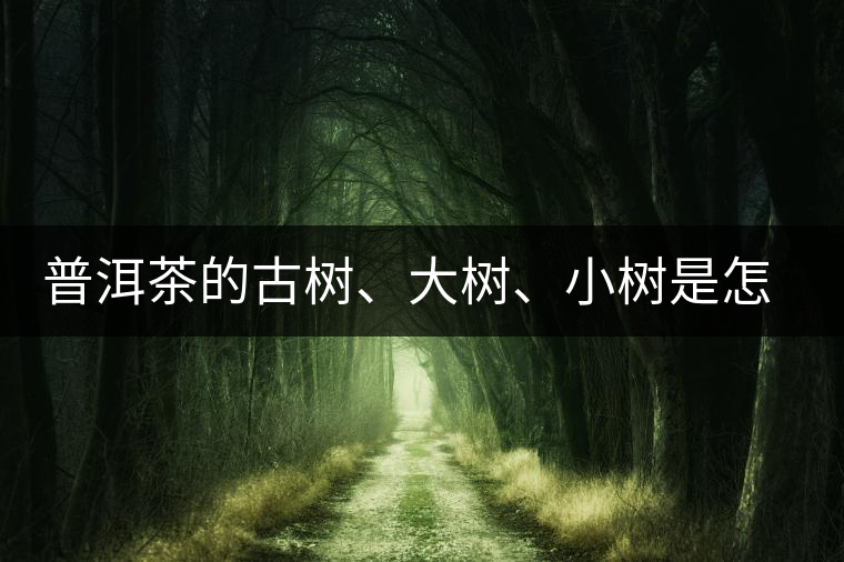 普洱茶的古樹(shù)、大樹(shù)、小樹(shù)是怎樣劃分的？