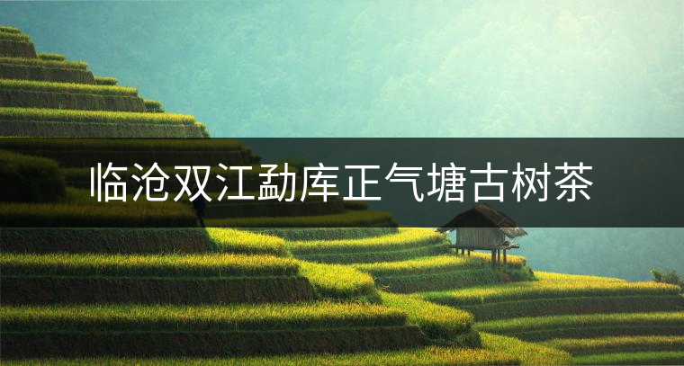 臨滄雙江勐庫(kù)正氣塘古樹茶