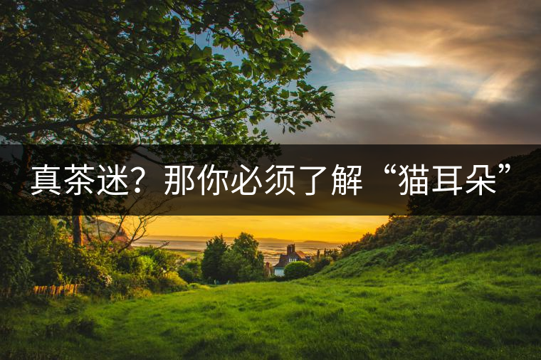 真茶迷？那你必須了解“貓耳朵”