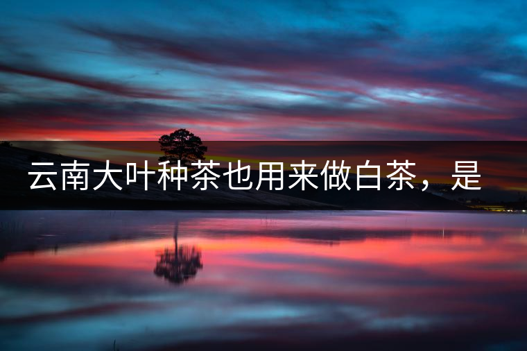云南大葉種茶也用來做白茶，是真的好喝嗎？