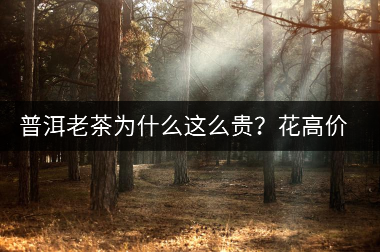 普洱老茶為什么這么貴？花高價(jià)買值嗎？