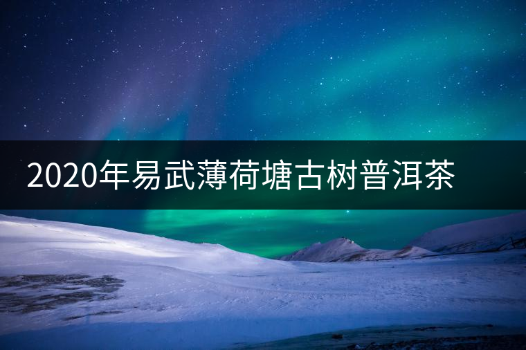 2020年易武薄荷塘古樹普洱茶特點，價格又上漲了嗎？