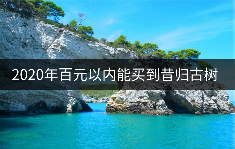 2020年百元以內(nèi)能買到昔歸古樹嗎？