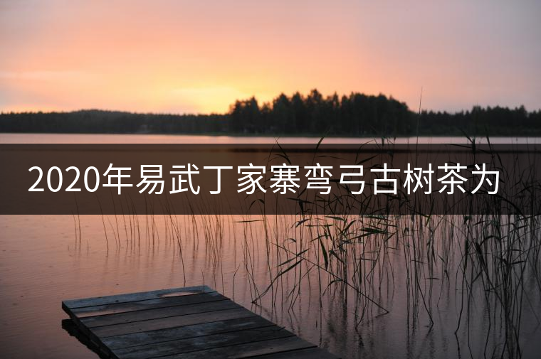 2020年易武丁家寨彎弓古樹(shù)茶為什么這么受追捧！