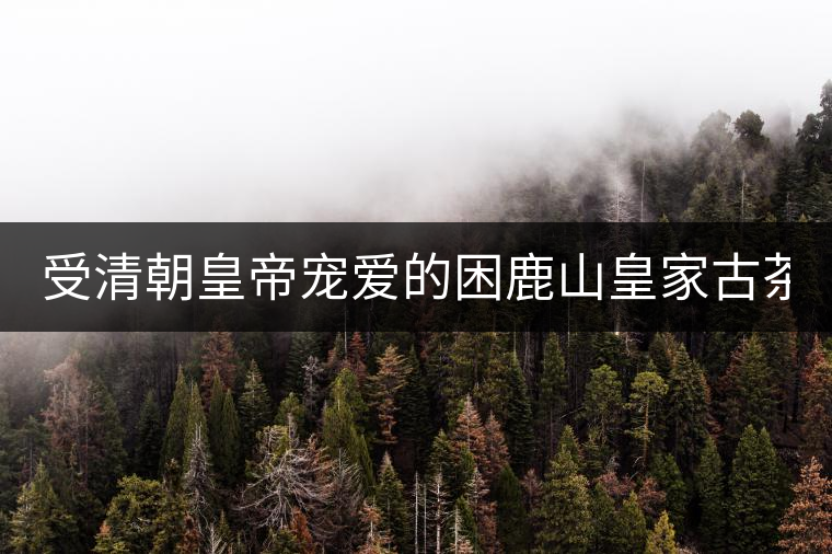 受清朝皇帝寵愛的困鹿山皇家古茶園2020年春茶價格特點(diǎn)