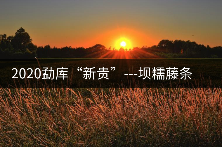 2020勐庫“新貴”---壩糯藤條茶，是如何一夜爆紅的？