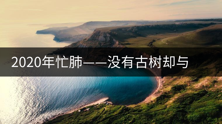 2020年忙肺——沒有古樹卻與冰島、昔歸齊名的普洱茶