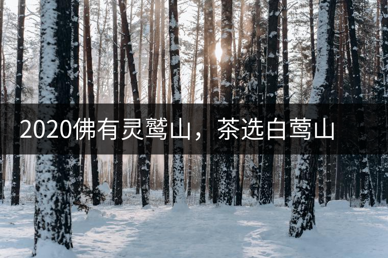 2020佛有靈鷲山，茶選白鶯山——白鶯山二嘎子茶