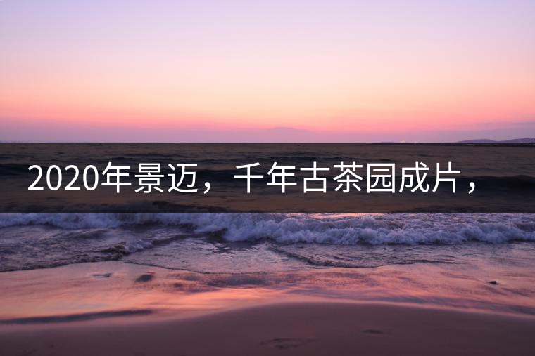 2020年景邁，千年古茶園成片，蘭花香堪稱一絕！