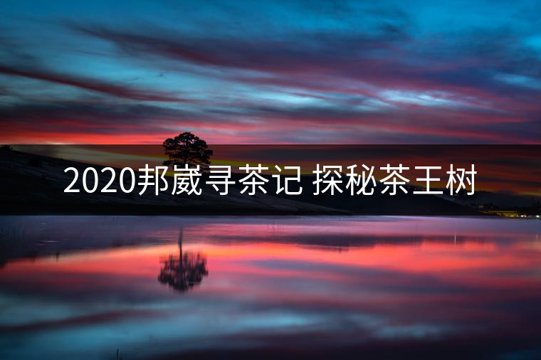 2020邦崴尋茶記 探秘茶王樹