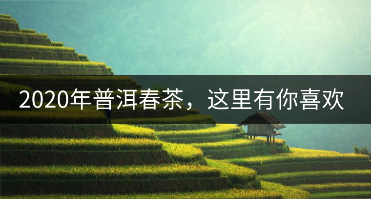 2020年普洱春茶，這里有你喜歡的山頭嗎？