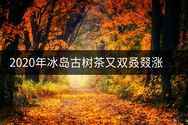 2020年冰島古樹茶又雙叒叕漲價了，今年的普洱春茶準(zhǔn)備你下手嗎