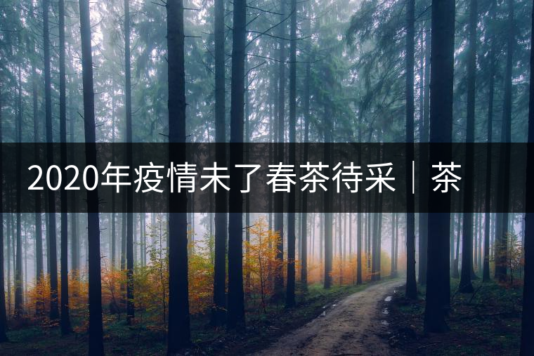 2020年疫情未了春茶待采|茶農(nóng)該如何應(yīng)對 2020年疫情未了春茶待采|茶農(nóng)該如何應(yīng)對