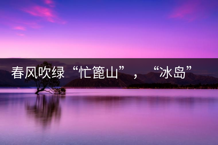 春風(fēng)吹綠“忙篦山”，“冰島”“老寨”春茶香