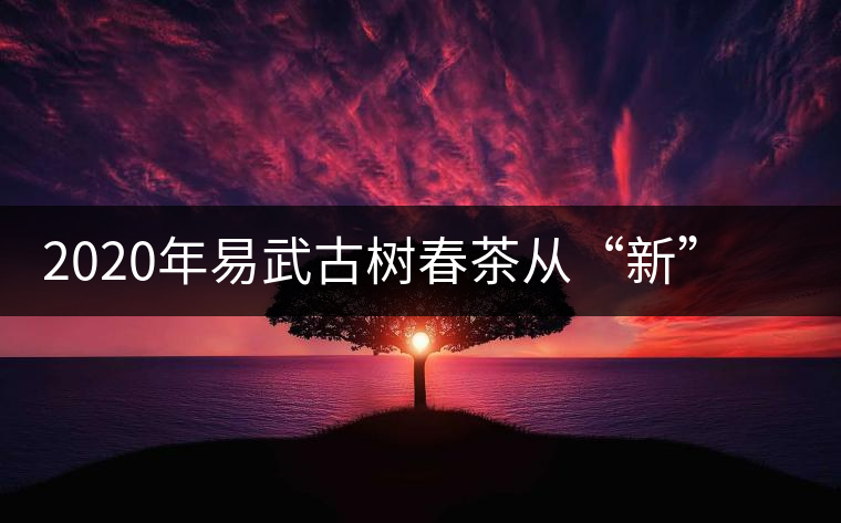 2020年易武古樹(shù)春茶從“新”到“老”，如何完成蛻變的？