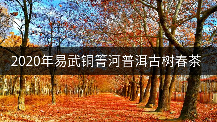 2020年易武銅箐河普洱古樹春茶價(jià)格