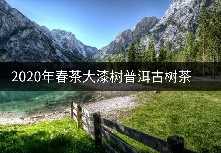2020年春茶大漆樹普洱古樹茶價格是多少錢一斤 2020年春茶大漆樹普洱古樹茶價格是多少錢一斤