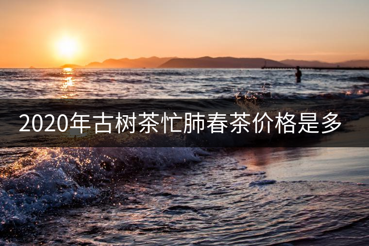 2020年古樹茶忙肺春茶價格是多少？