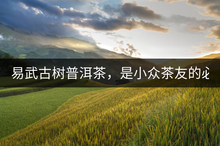 易武古樹(shù)普洱茶，是小眾茶友的必選？