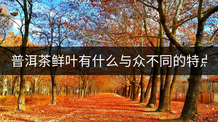 普洱茶鮮葉有什么與眾不同的特點？