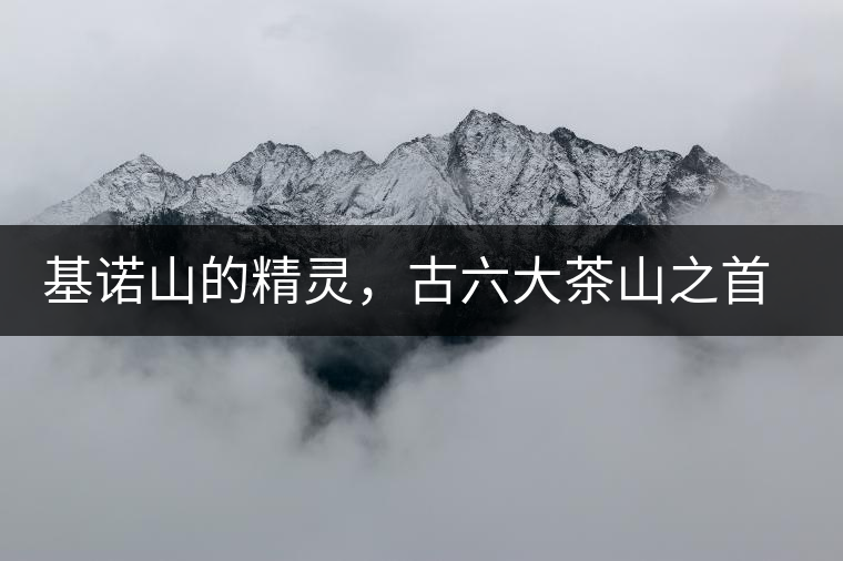 基諾山的精靈，古六大茶山之首武侯遺種攸樂古樹茶