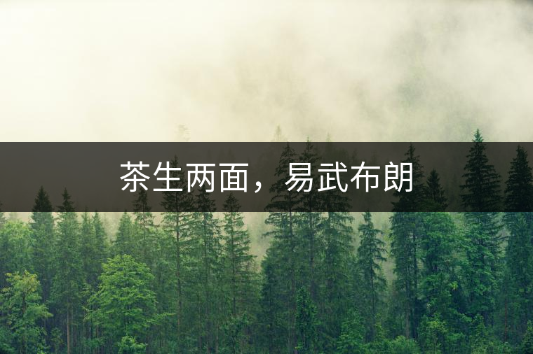 茶生兩面，易武布朗