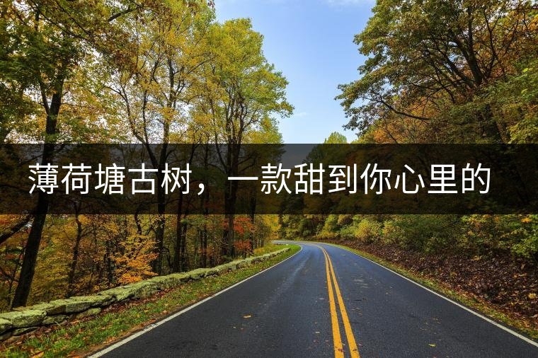 薄荷塘古樹，一款甜到你心里的普洱茶