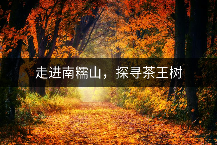 走進南糯山，探尋茶王樹