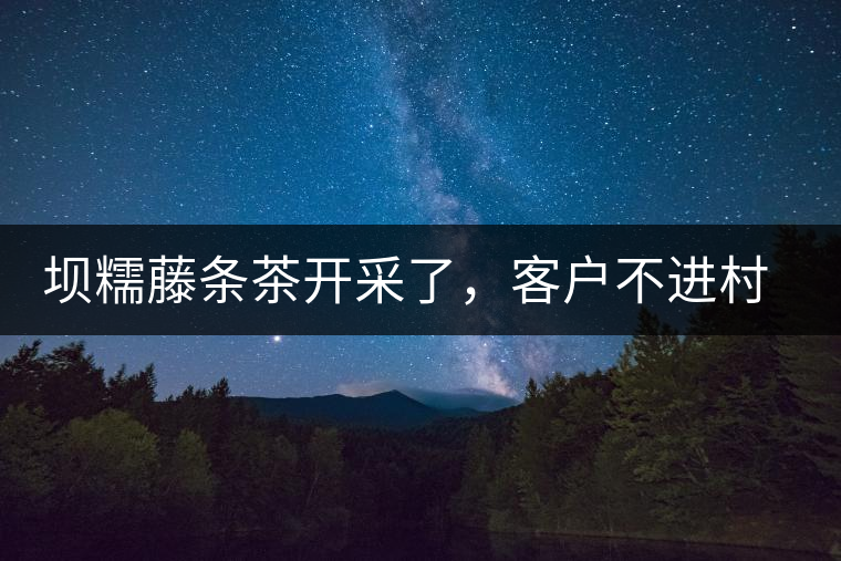 壩糯藤條茶開采了，客戶不進村，村民怎么賣茶？