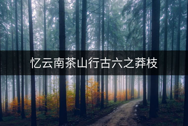 憶云南茶山行古六之莽枝