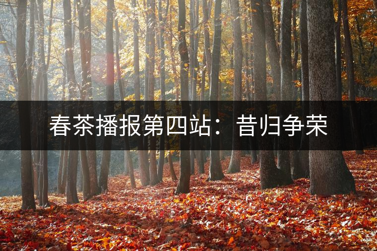 春茶播報(bào)第四站:昔歸爭榮 春茶播報(bào)第四站:昔歸爭榮