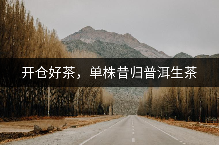 開倉好茶，單株昔歸普洱生茶
