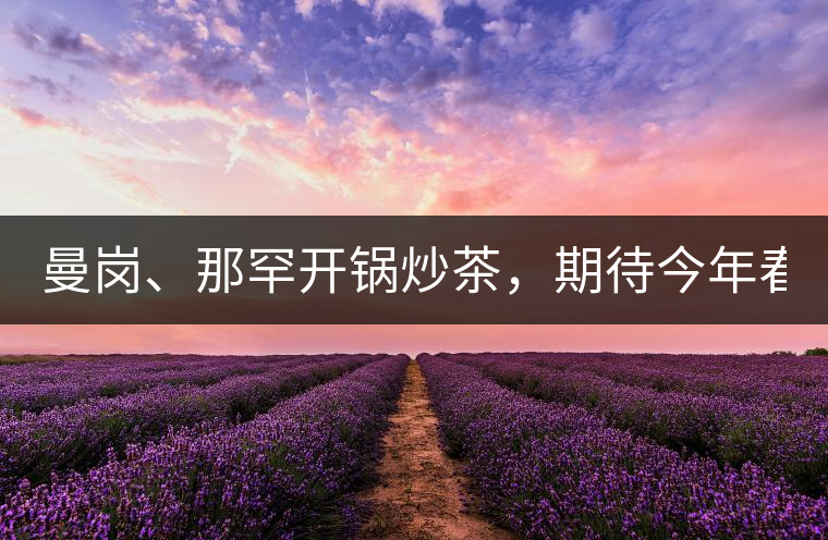 曼崗、那罕開鍋炒茶，期待今年春茶！