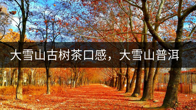 大雪山古樹茶口感，大雪山普洱茶價格