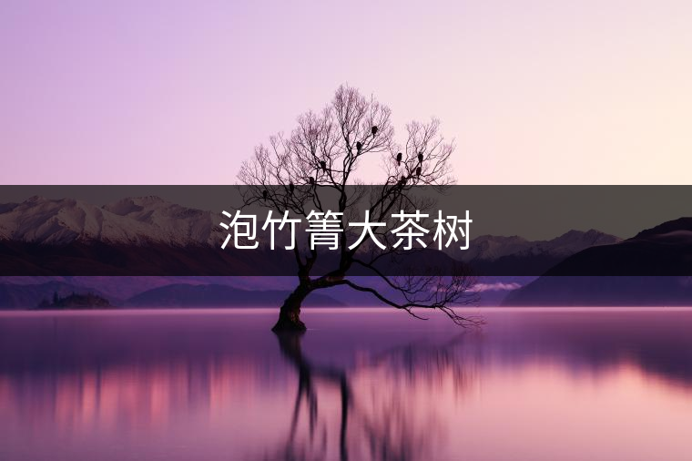泡竹箐大茶樹 泡竹箐大茶樹