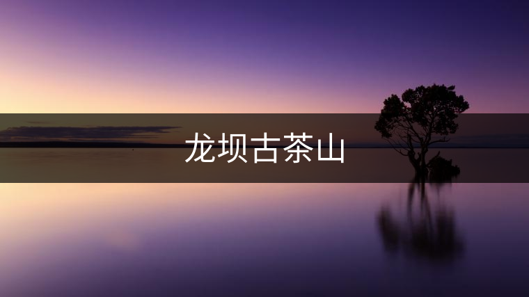 龍壩古茶山 龍壩古茶山