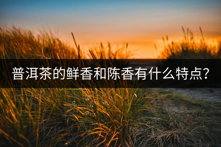 普洱茶的鮮香和陳香有什么特點(diǎn)？