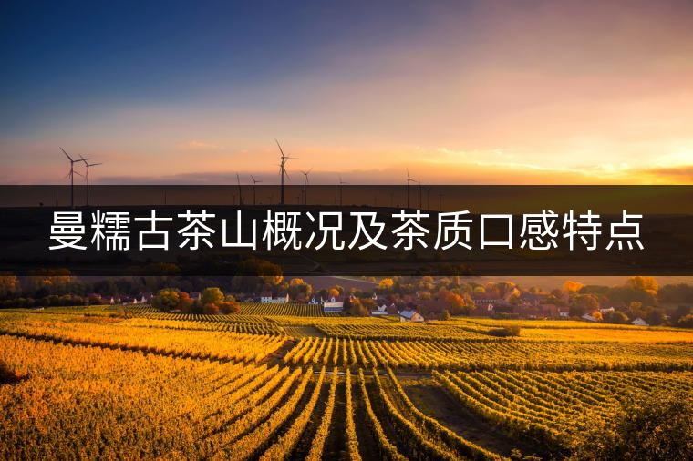 曼糯古茶山概況及茶質口感特點