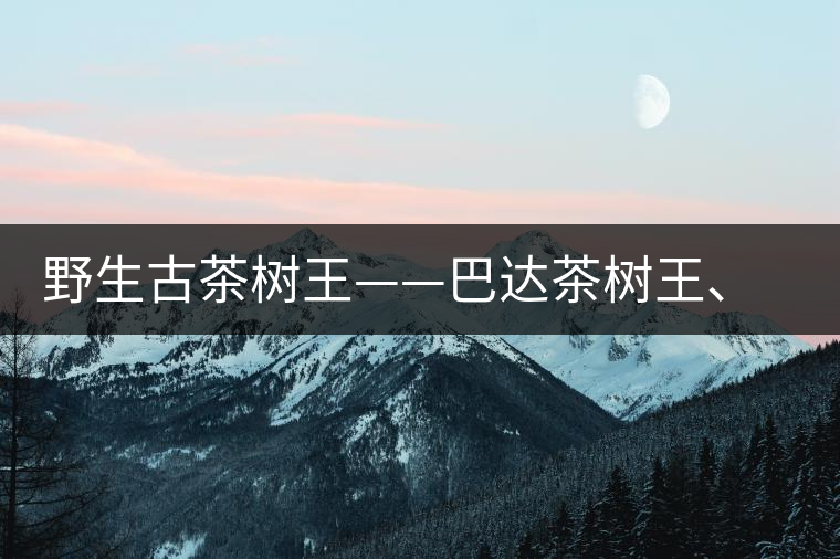 野生古茶樹王——巴達(dá)茶樹王、千家寨茶樹王及錦繡茶祖