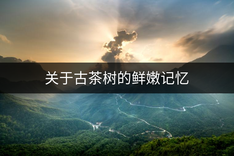 關(guān)于古茶樹的鮮嫩記憶 關(guān)于古茶樹的鮮嫩記憶