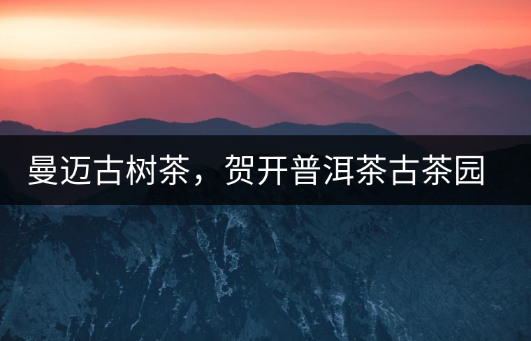 曼邁古樹茶，賀開普洱茶古茶園的華彩綻放