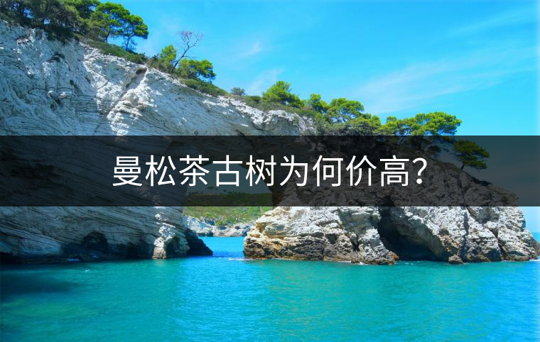 曼松茶古樹為何價高？
