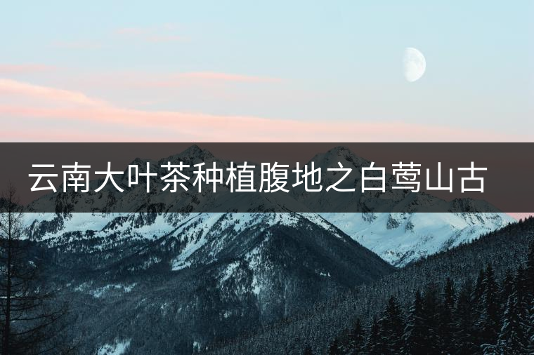 云南大葉茶種植腹地之白鶯山古樹(shù)茶茶園