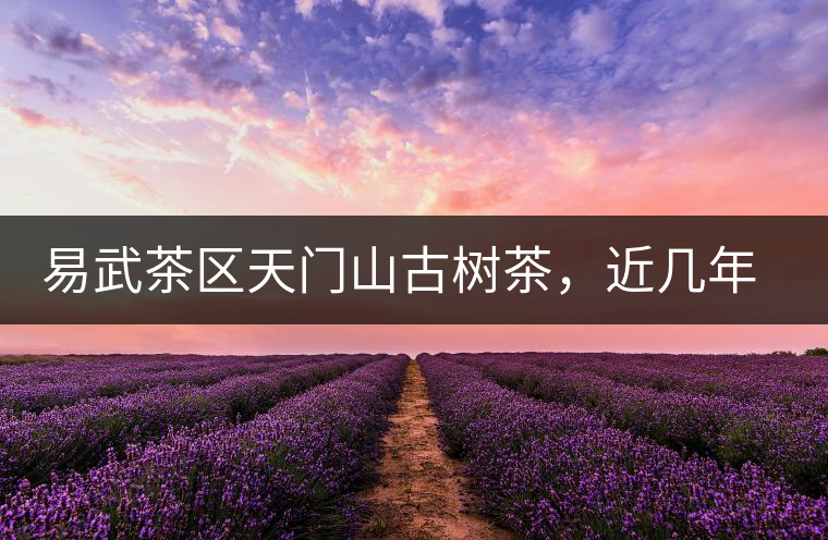 易武茶區(qū)天門山古樹茶，近幾年的熱門山頭