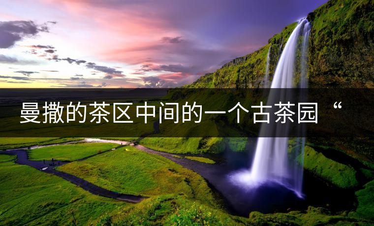 曼撒的茶區(qū)中間的一個(gè)古茶園“一扇磨”特點(diǎn)介紹