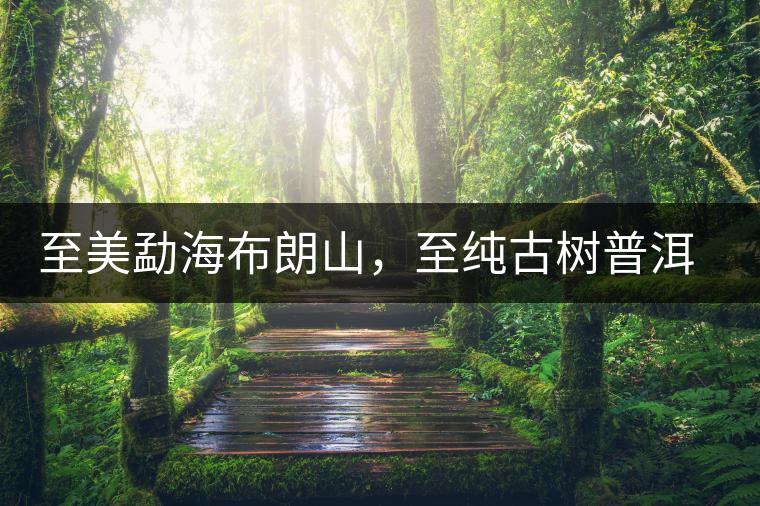 至美勐海布朗山，至純古樹普洱茶