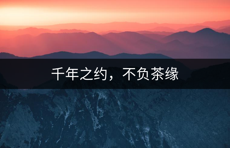 千年之約，不負(fù)茶緣